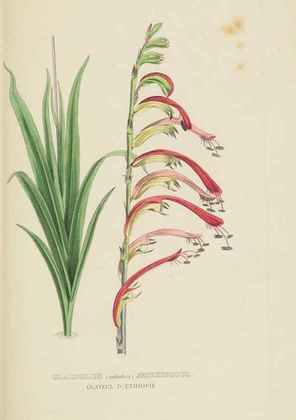 Reproducción/Reproduction 9368548345: Dictionnaire classique des sciences naturelles :. Brussels :Meline, Cans et Ce.,1853.