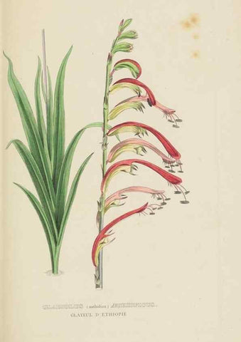 Reproducción/Reproduction 9368548345: Dictionnaire classique des sciences naturelles :. Brussels :Meline, Cans et Ce.,1853.
