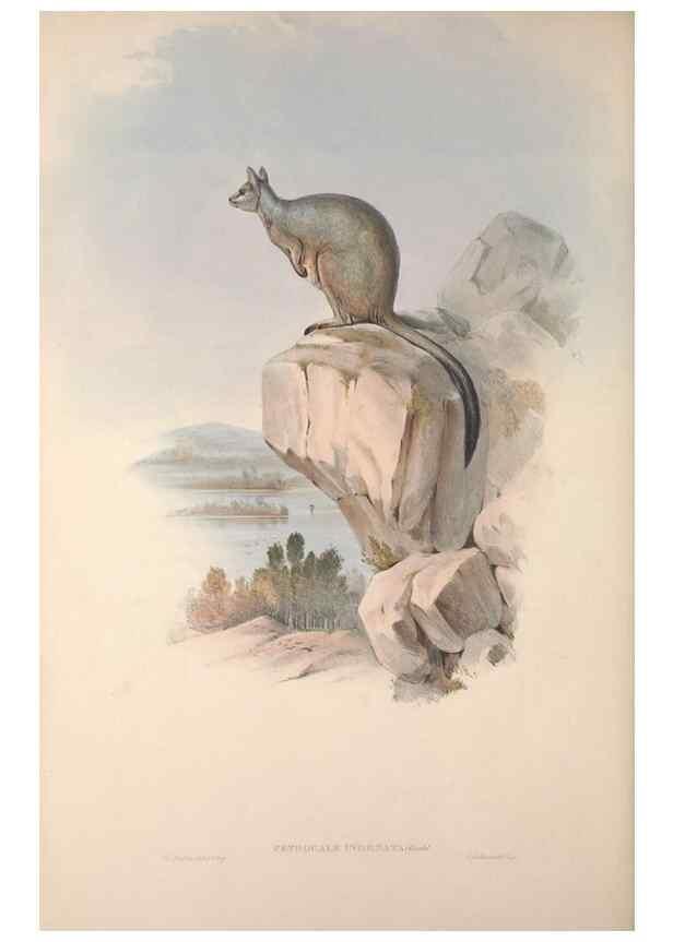 Reproducción/Reproduction 9401198146: [A monograph of the Macropodidæ, or family of kangaroos].. London :The Author,1841-1842