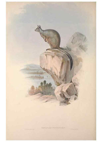 Reproducción/Reproduction 9401198146: [A monograph of the Macropodidæ, or family of kangaroos].. London :The Author,1841-1842