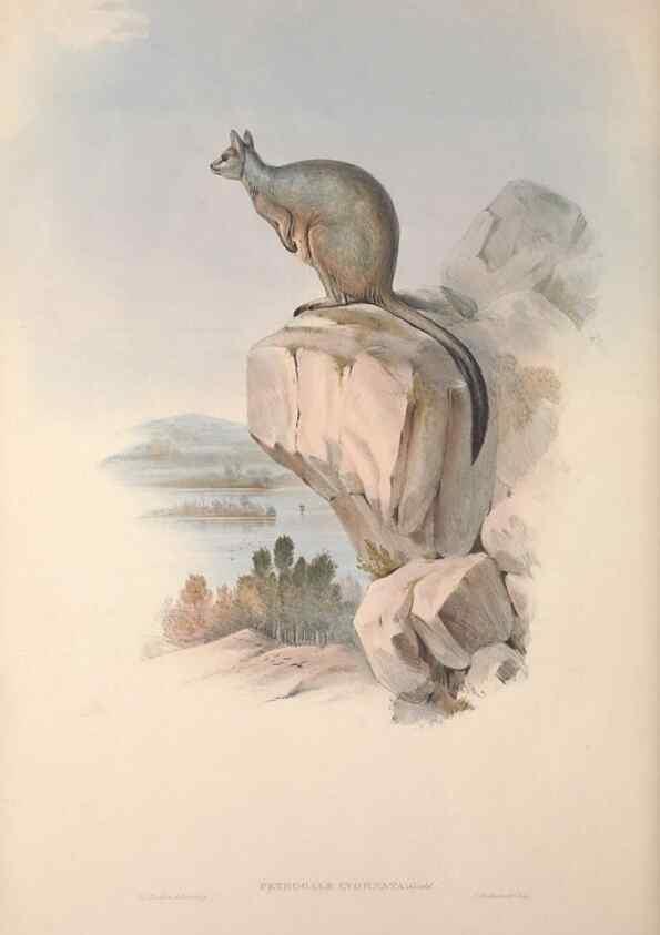 Reproducción/Reproduction 9401198146: [A monograph of the Macropodidæ, or family of kangaroos].. London :The Author,1841-1842