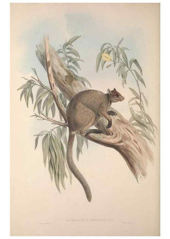 Reproducción/Reproduction 9401200700: [A monograph of the Macropodidæ, or family of kangaroos].. London :The Author,1841-1842