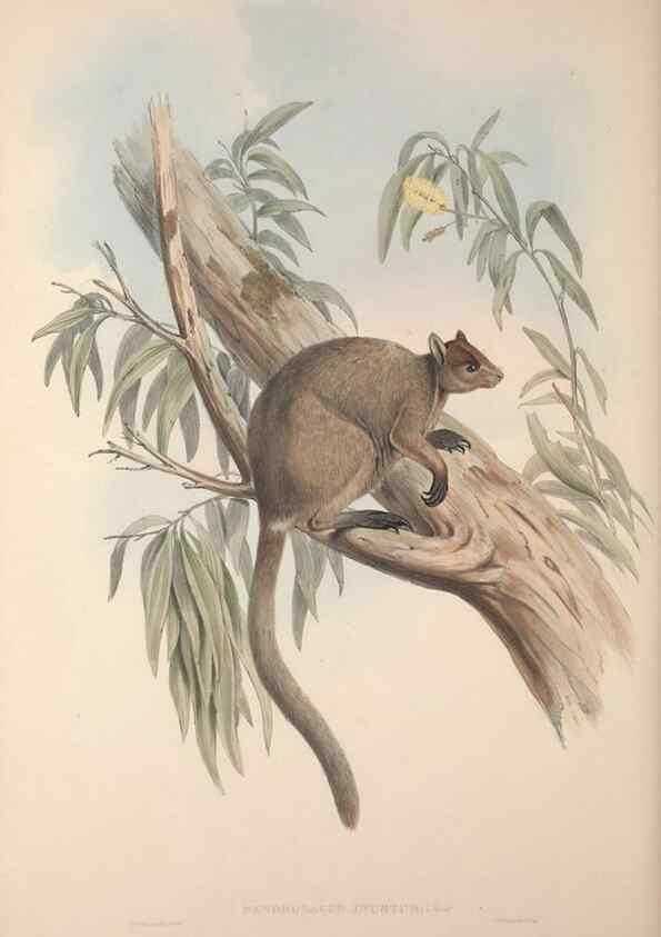Reproducción/Reproduction 9401200700: [A monograph of the Macropodidæ, or family of kangaroos].. London :The Author,1841-1842