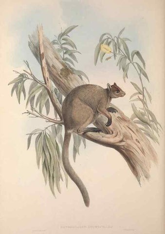Reproducción/Reproduction 9401200700: [A monograph of the Macropodidæ, or family of kangaroos].. London :The Author,1841-1842