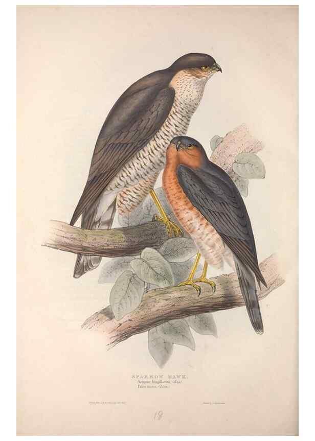 Reproducción/Reproduction 9398533315: The birds of Europe.. London,Printed by R. and J.E. Taylor, pub. by the author,1837.
