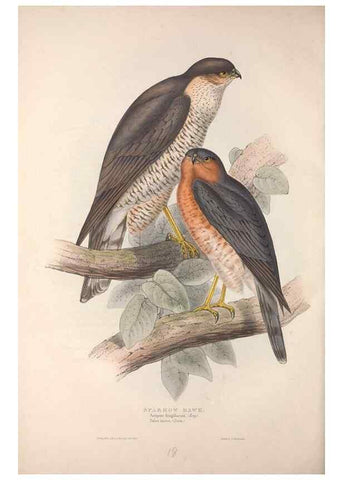 Reproducción/Reproduction 9398533315: The birds of Europe.. London,Printed by R. and J.E. Taylor, pub. by the author,1837.