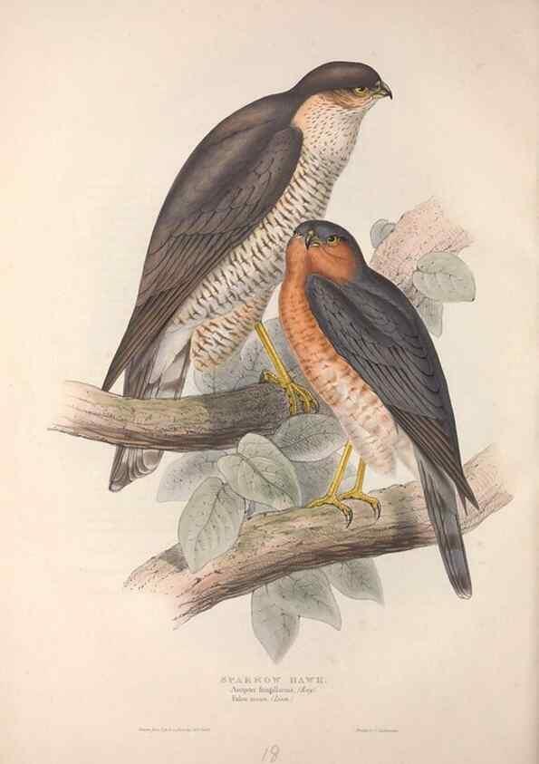 Reproducción/Reproduction 9398533315: The birds of Europe.. London,Printed by R. and J.E. Taylor, pub. by the author,1837.