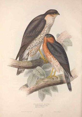 Reproducción/Reproduction 9398533315: The birds of Europe.. London,Printed by R. and J.E. Taylor, pub. by the author,1837.