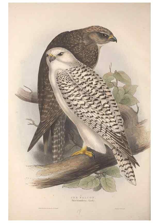 Reproducción/Reproduction 9398534927: The birds of Europe.. London,Printed by R. and J.E. Taylor, pub. by the author,1837.