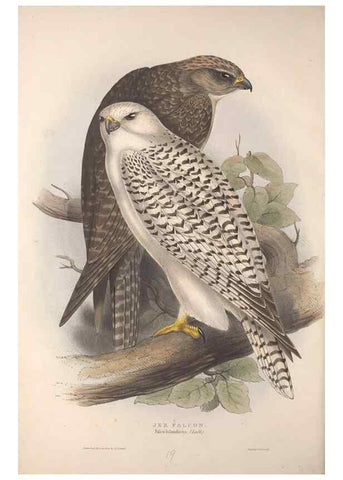 Reproducción/Reproduction 9398534927: The birds of Europe.. London,Printed by R. and J.E. Taylor, pub. by the author,1837.