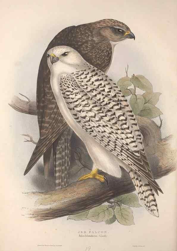 Reproducción/Reproduction 9398534927: The birds of Europe.. London,Printed by R. and J.E. Taylor, pub. by the author,1837.