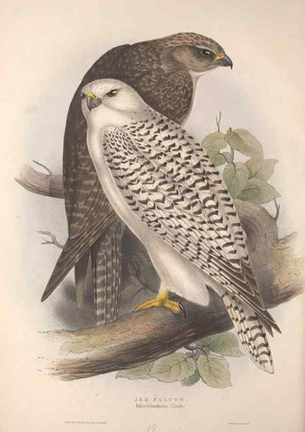 Reproducción/Reproduction 9398534927: The birds of Europe.. London,Printed by R. and J.E. Taylor, pub. by the author,1837.