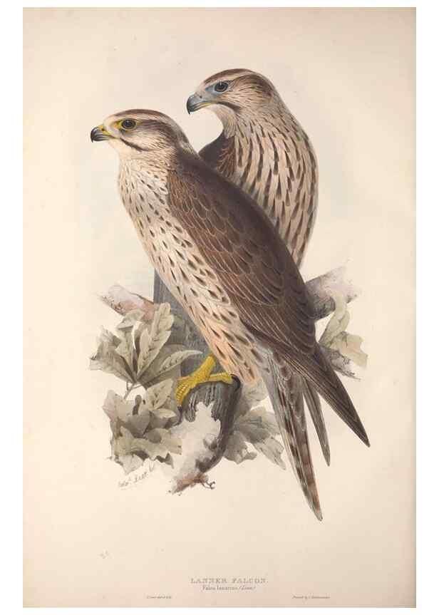 Reproducción/Reproduction 9401301946: The birds of Europe.. London,Printed by R. and J.E. Taylor, pub. by the author,1837.