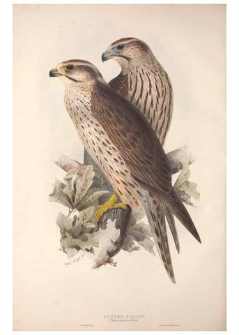 Reproducción/Reproduction 9401301946: The birds of Europe.. London,Printed by R. and J.E. Taylor, pub. by the author,1837.
