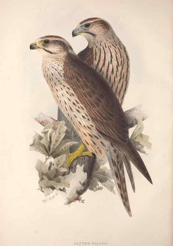 Reproducción/Reproduction 9401301946: The birds of Europe.. London,Printed by R. and J.E. Taylor, pub. by the author,1837.