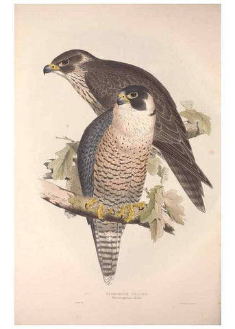 Reproducción/Reproduction 9401303060: The birds of Europe.. London,Printed by R. and J.E. Taylor, pub. by the author,1837.