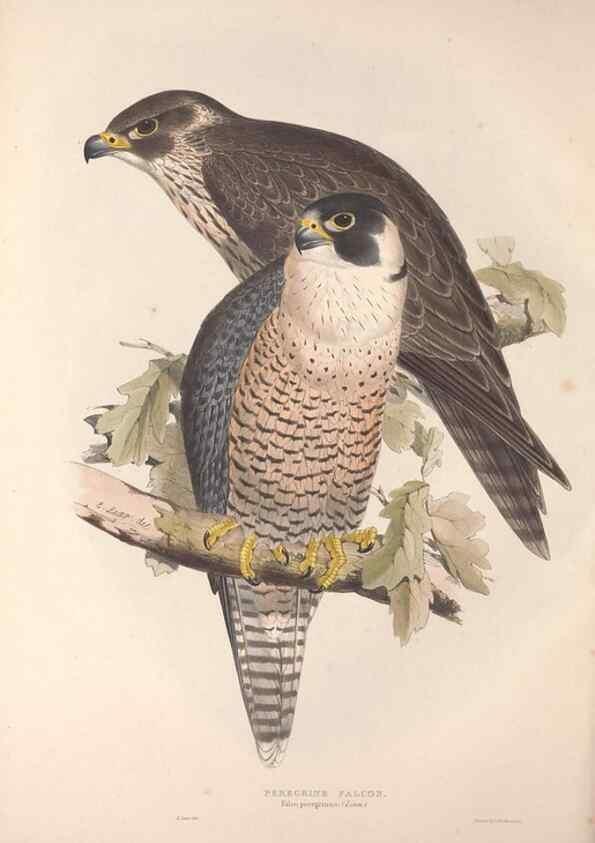 Reproducción/Reproduction 9401303060: The birds of Europe.. London,Printed by R. and J.E. Taylor, pub. by the author,1837.