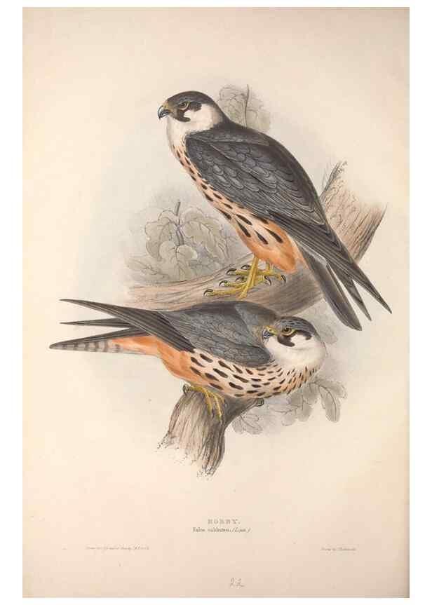 Reproducción/Reproduction 9398539281: The birds of Europe.. London,Printed by R. and J.E. Taylor, pub. by the author,1837.