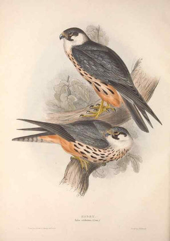 Reproducción/Reproduction 9398539281: The birds of Europe.. London,Printed by R. and J.E. Taylor, pub. by the author,1837.