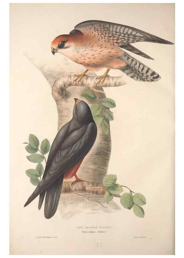 Reproducción/Reproduction 9398540215: The birds of Europe.. London,Printed by R. and J.E. Taylor, pub. by the author,1837.