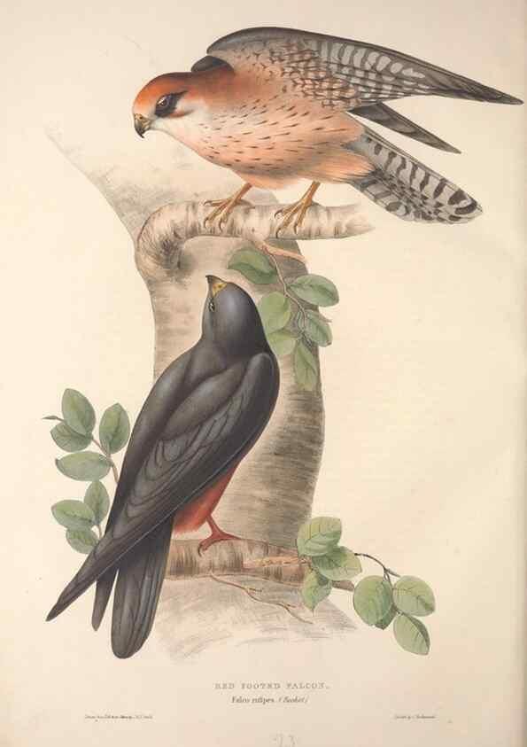 Reproducción/Reproduction 9398540215: The birds of Europe.. London,Printed by R. and J.E. Taylor, pub. by the author,1837.
