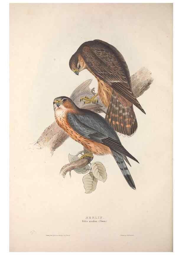 Reproducción/Reproduction 9398541281: The birds of Europe.. London,Printed by R. and J.E. Taylor, pub. by the author,1837.