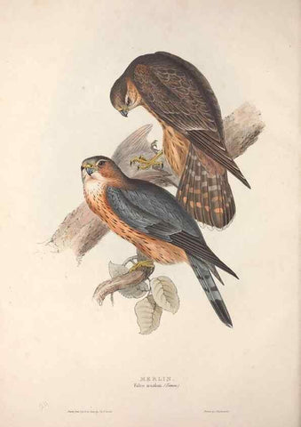 Reproducción/Reproduction 9398541281: The birds of Europe.. London,Printed by R. and J.E. Taylor, pub. by the author,1837.