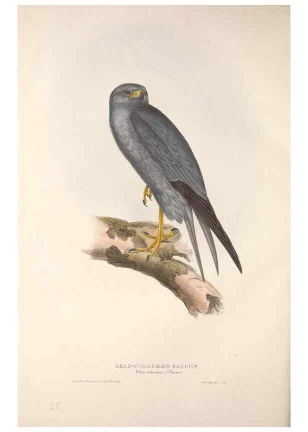 Reproducción/Reproduction 9398542229: The birds of Europe.. London,Printed by R. and J.E. Taylor, pub. by the author,1837.