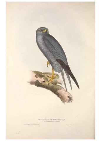 Reproducción/Reproduction 9398542229: The birds of Europe.. London,Printed by R. and J.E. Taylor, pub. by the author,1837.