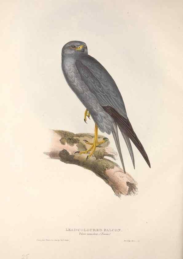 Reproducción/Reproduction 9398542229: The birds of Europe.. London,Printed by R. and J.E. Taylor, pub. by the author,1837.