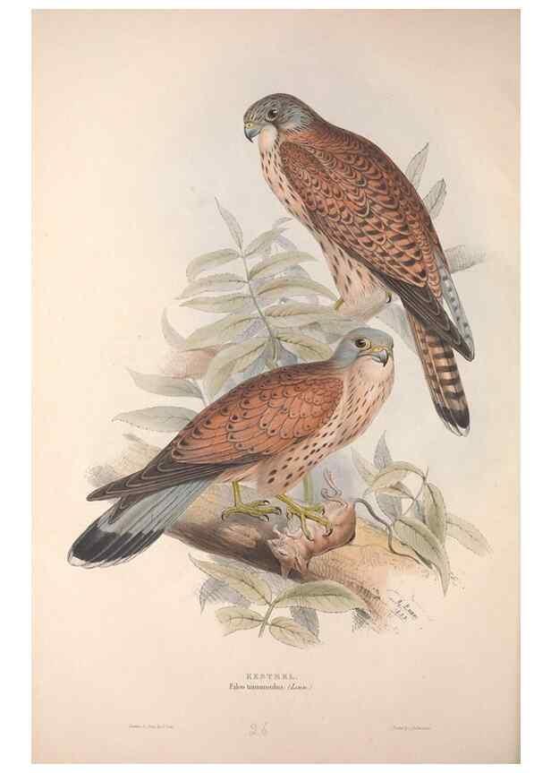 Reproducción/Reproduction 9398543909: The birds of Europe.. London,Printed by R. and J.E. Taylor, pub. by the author,1837.