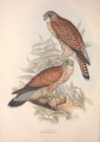 Reproducción/Reproduction 9398543909: The birds of Europe.. London,Printed by R. and J.E. Taylor, pub. by the author,1837.