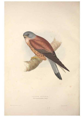 Reproducción/Reproduction 9398544961: The birds of Europe.. London,Printed by R. and J.E. Taylor, pub. by the author,1837.