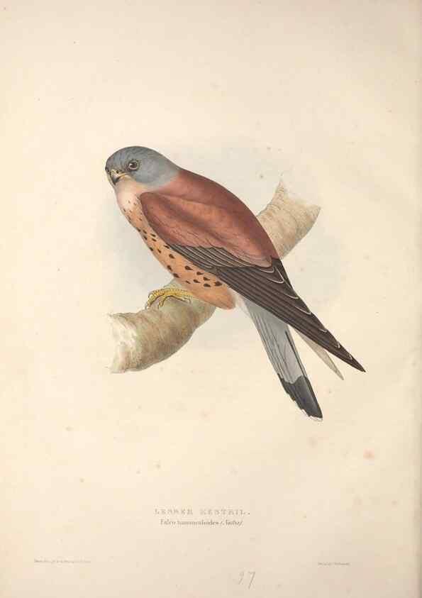 Reproducción/Reproduction 9398544961: The birds of Europe.. London,Printed by R. and J.E. Taylor, pub. by the author,1837.
