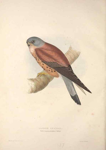 Reproducción/Reproduction 9398544961: The birds of Europe.. London,Printed by R. and J.E. Taylor, pub. by the author,1837.