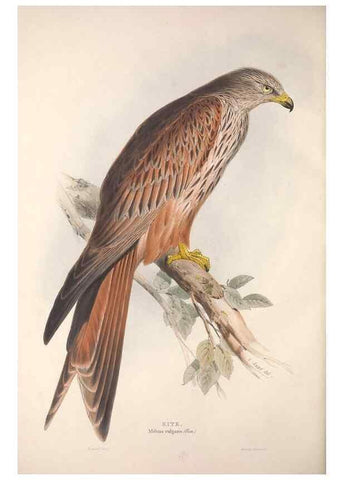 Reproducción/Reproduction 9401311628: The birds of Europe.. London,Printed by R. and J.E. Taylor, pub. by the author,1837.