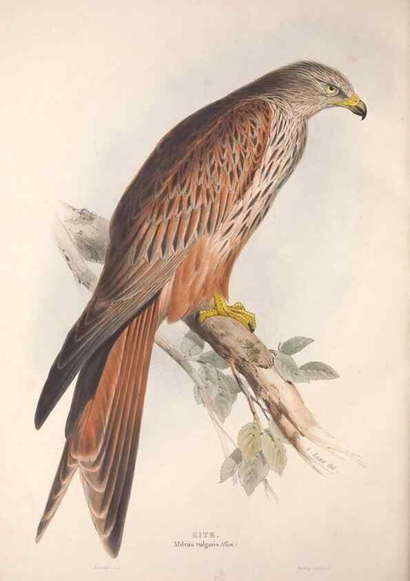 Reproducción/Reproduction 9401311628: The birds of Europe.. London,Printed by R. and J.E. Taylor, pub. by the author,1837.