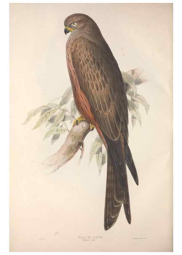 Reproducción/Reproduction 9398547159: The birds of Europe.. London,Printed by R. and J.E. Taylor, pub. by the author,1837.