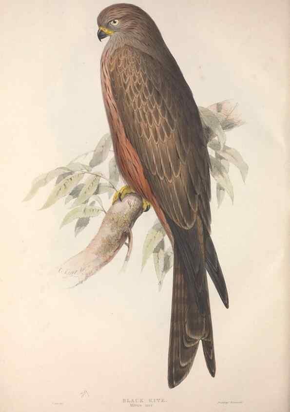 Reproducción/Reproduction 9398547159: The birds of Europe.. London,Printed by R. and J.E. Taylor, pub. by the author,1837.