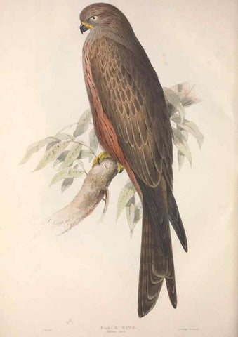 Reproducción/Reproduction 9398547159: The birds of Europe.. London,Printed by R. and J.E. Taylor, pub. by the author,1837.