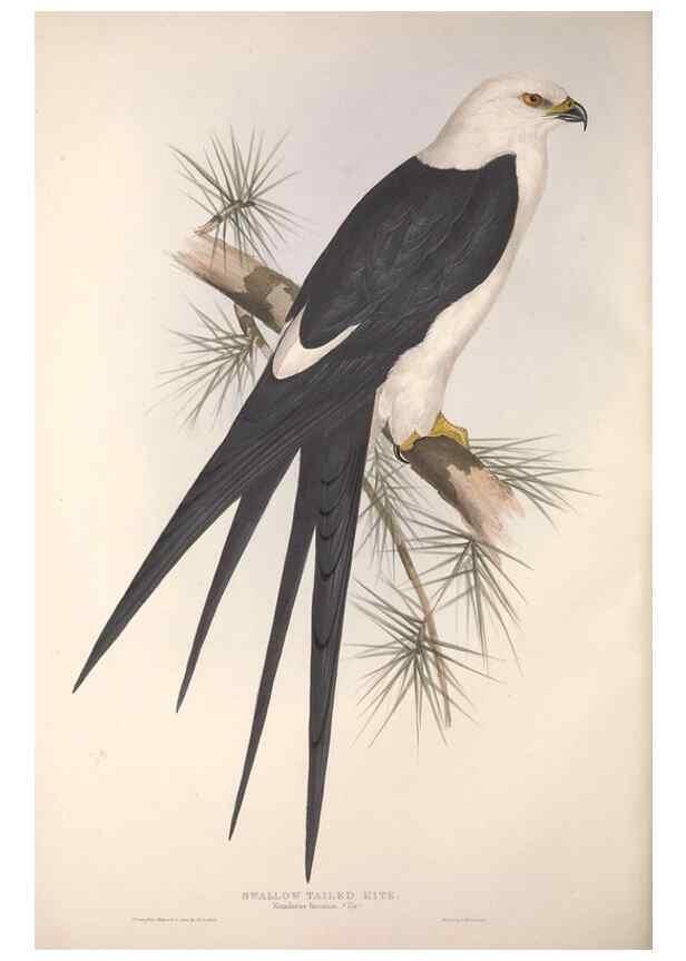 Reproducción/Reproduction 9398548273: The birds of Europe.. London,Printed by R. and J.E. Taylor, pub. by the author,1837.