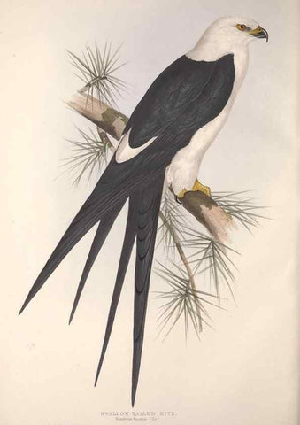 Reproducción/Reproduction 9398548273: The birds of Europe.. London,Printed by R. and J.E. Taylor, pub. by the author,1837.
