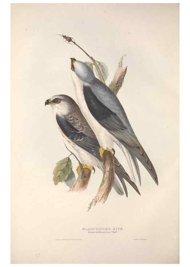 Reproducción/Reproduction 9401314768: The birds of Europe.. London,Printed by R. and J.E. Taylor, pub. by the author,1837.