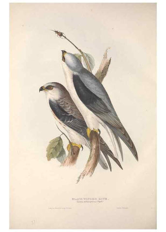 Reproducción/Reproduction 9401314768: The birds of Europe.. London,Printed by R. and J.E. Taylor, pub. by the author,1837.