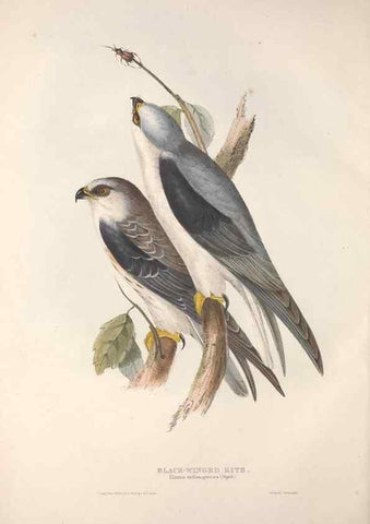 Reproducción/Reproduction 9401314768: The birds of Europe.. London,Printed by R. and J.E. Taylor, pub. by the author,1837.