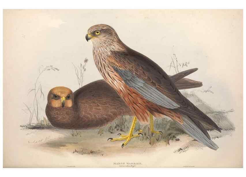 Reproducción/Reproduction 9401316810: The birds of Europe.. London,Printed by R. and J.E. Taylor, pub. by the author,1837.