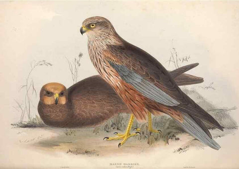 Reproducción/Reproduction 9401316810: The birds of Europe.. London,Printed by R. and J.E. Taylor, pub. by the author,1837.