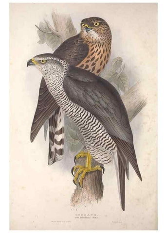 Reproducción/Reproduction 9401297678: The birds of Europe.. London,Printed by R. and J.E. Taylor, pub. by the author,1837.