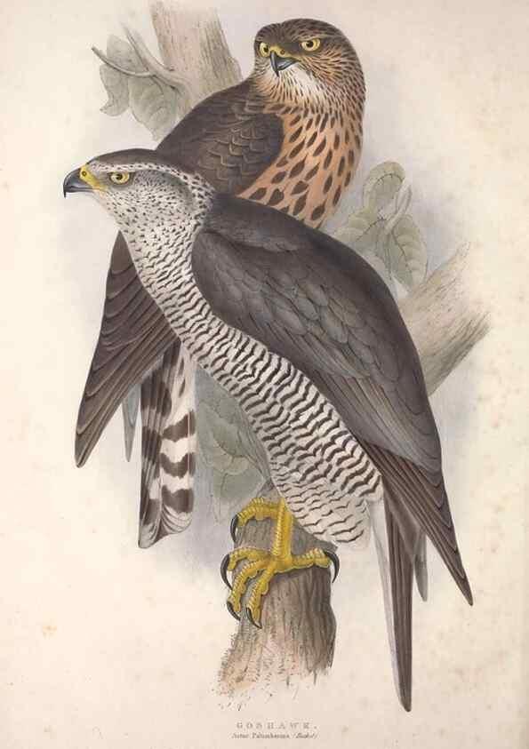 Reproducción/Reproduction 9401297678: The birds of Europe.. London,Printed by R. and J.E. Taylor, pub. by the author,1837.