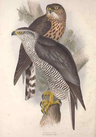 Reproducción/Reproduction 9401297678: The birds of Europe.. London,Printed by R. and J.E. Taylor, pub. by the author,1837.